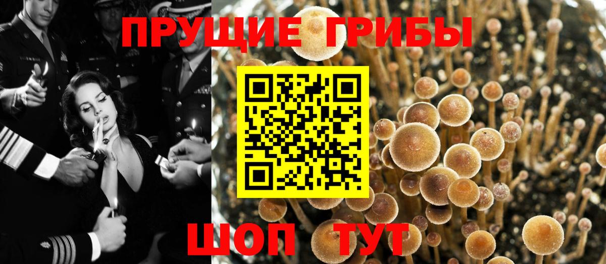 Галлюциногенные грибы Psilocybine cubensis Тамбов